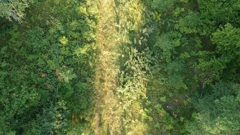 A man walks along a forest trail. A dog runs nearby. Stock Footage 112975148