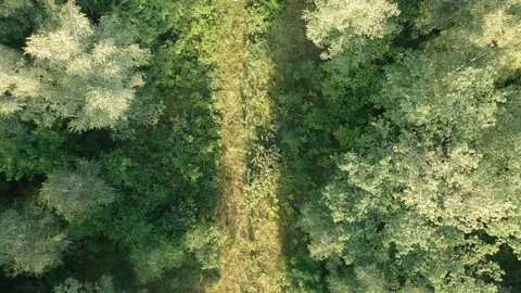 A man walks along a forest trail. A dog runs nearby. Stock Footage 112975167