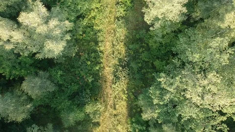 A man walks along a forest trail. A dog runs nearby. Stock Footage 112975197