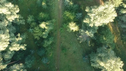 A man walks along a forest trail. A dog runs nearby. Stock Footage 112975246