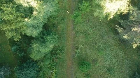 A man walks along a forest trail. A dog runs nearby. Stock Footage 112975271