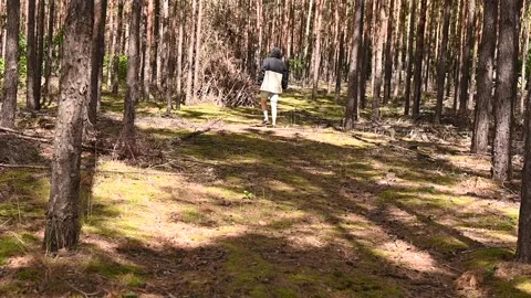 A man walks along a path between pine trees Stock Footage 302899413