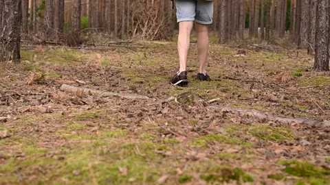 A man walks along a path between pine trees Stock Footage 302899463
