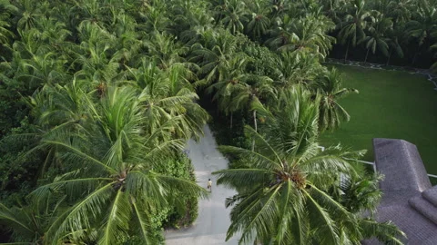 A man walks among palm trees in the Maldives Stock Footage 244035954