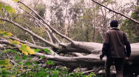 Man walks and plays on a fallen tree. Stock Footage 42677006