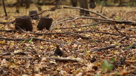 A man walks in autumn forest Видео 68377673