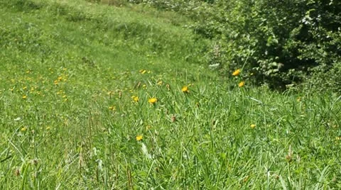 Man walks away from camera in alpine meadow Stock Footage 8989499