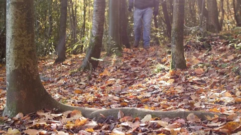 Man walks away from camera in in slow motion in a beautiful autumn forest 스톡 동영상 82611688