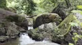 man walks barefoot in the branch - water - stream - river - creek HD Footage