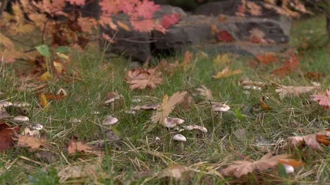 Man walks barefoot through bright yellow leaves past camera on wooded path with Stock Footage 117470928