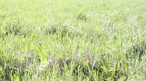 A man walks barefoot through the grass Stock Footage 52291872