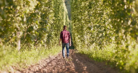 A man walks between rows of tall plants in a hop field checking cones. A farmer Vídeo Stock 146519367