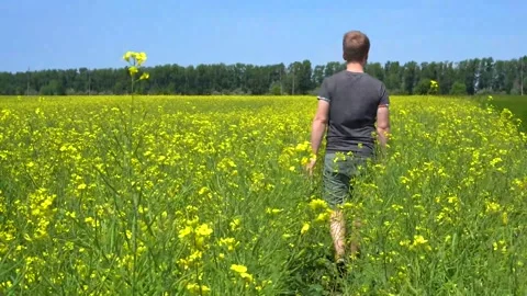 A man walks from the camera in a rapeseed field Stock Footage 142382920