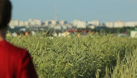The man walks in the cereal field path (city background) Stock Footage 11153848
