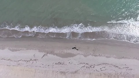 Man walks with a dog on the beach Video stock 73030084