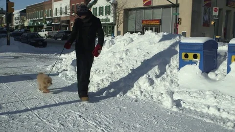 Man walks dog Stock Footage 70640146