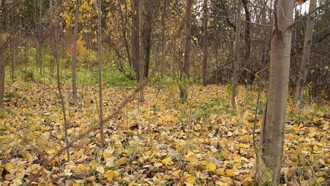 A Man walks with dog Stock Footage 81168087