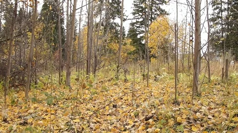 A Man walks with dog Stock Footage 81183301