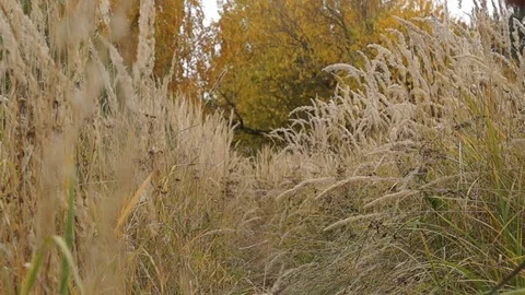 A Man walks with dog Stock Footage 81253165