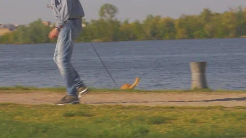 Man walks the dog Stock Footage 88898950