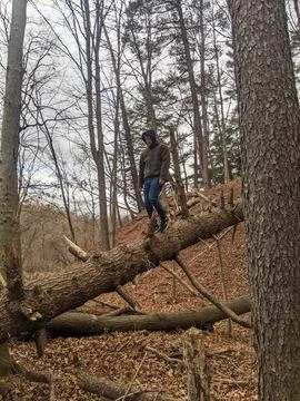 A man walks down a fallen tree in a forest Stock-Fotos