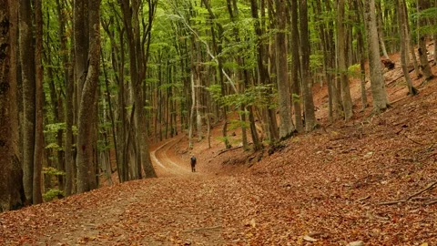 Man walks in a fall forest in mountains Stock Footage 147455690