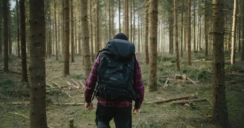 Man walks in the forest, with a backpack. Back View of Walking Person. Adventure Stock Footage 128524476