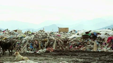 Man walks in Garbage dump in Batumi, Georgia. Pollution concept Stock Footage 50637443