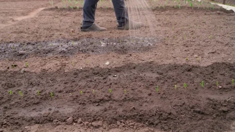 A man walks in a garden bed and waters young growing peas in the soil Stock Footage 219516005