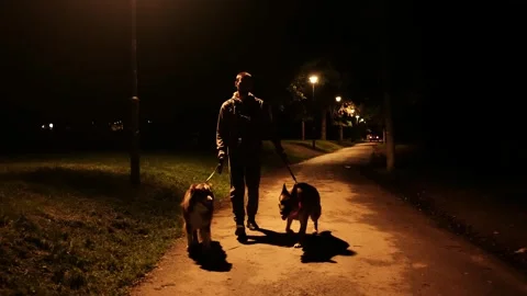 A man walks with a German and Australian Shepherd in a quiet park at night under Stock Footage 319384155