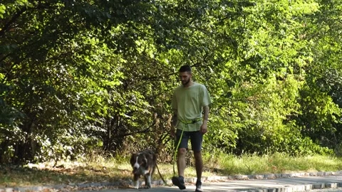 A man walks with his Australian Shepherd dog along a bright sunlit path bordered Stock Footage 343854603