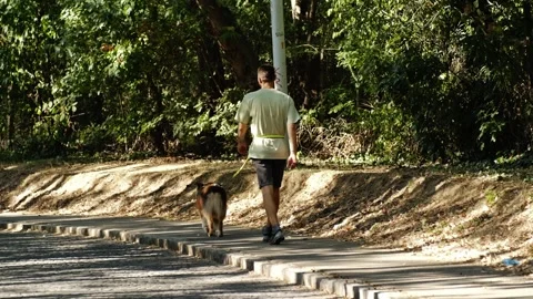 A man walks with his Australian Shepherd dog along a bright sunlit path bordered Stock Footage 343855936