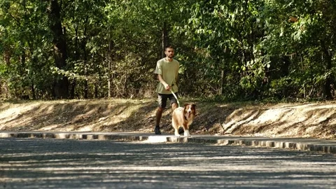 A man walks with his Australian Shepherd dog along a bright sunlit path bordered Stock Footage 343856929