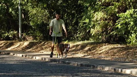 A man walks with his Australian Shepherd dog along a bright sunlit path bordered Stock Footage 343857174