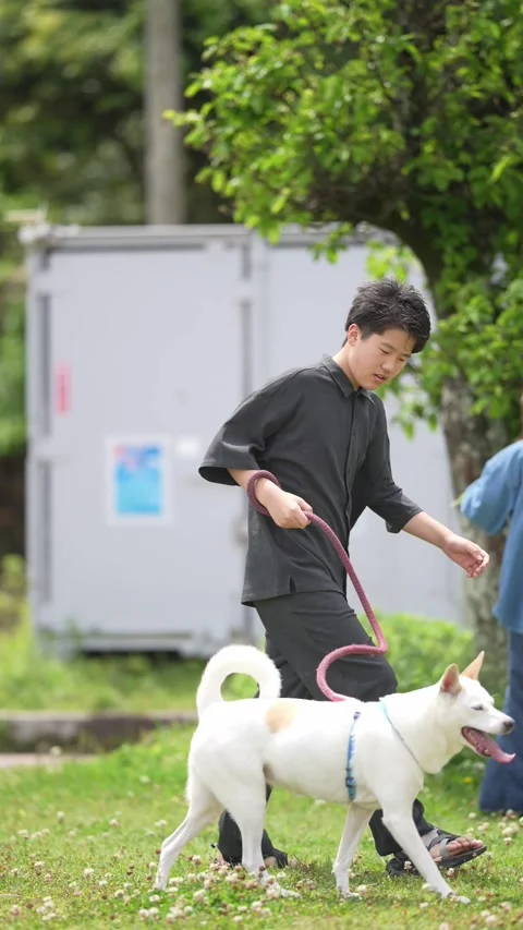 Man walks his dog through a park Stock Footage 339827116