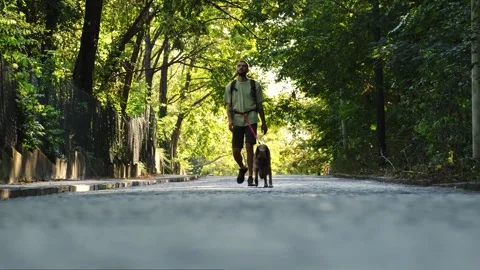A man walks with his German Shepherd along a quiet shaded road framed by dense Stock Footage 341960096