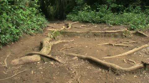 Man Walks On Jungle Path 스톡 동영상 11132697