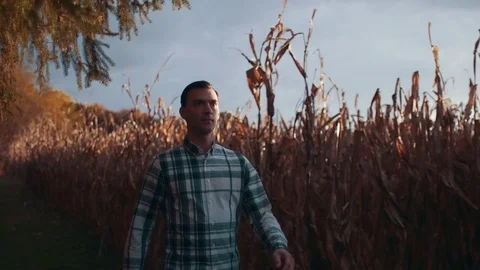 Man Walks Next to Corn Field During Sunset Stock Footage 81563637