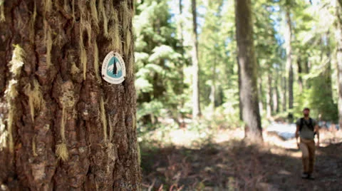 Man walks on Pacific Crest Trail Stock Footage 22773718