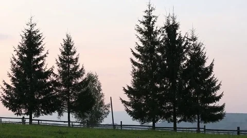 Man walks past spruce Stock Footage 71573996