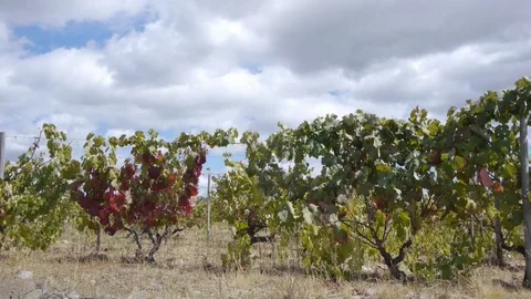 A man walks past a vineyard Stock Footage 80248305