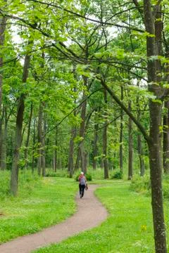 Man walks  path in the forest among the tall green trees Stock Photos