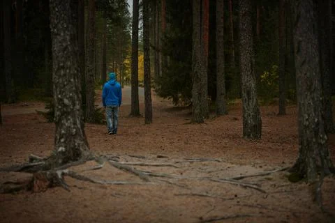 Man walks in the pine forest in autumn Stock Photos