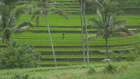 A man walks in the rice fields, in Bali, Indonesia Stock Footage 222329230