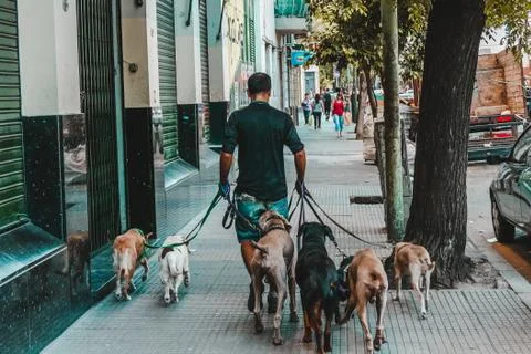 Man walks with several dogs in Buenos Aires Stock Photos