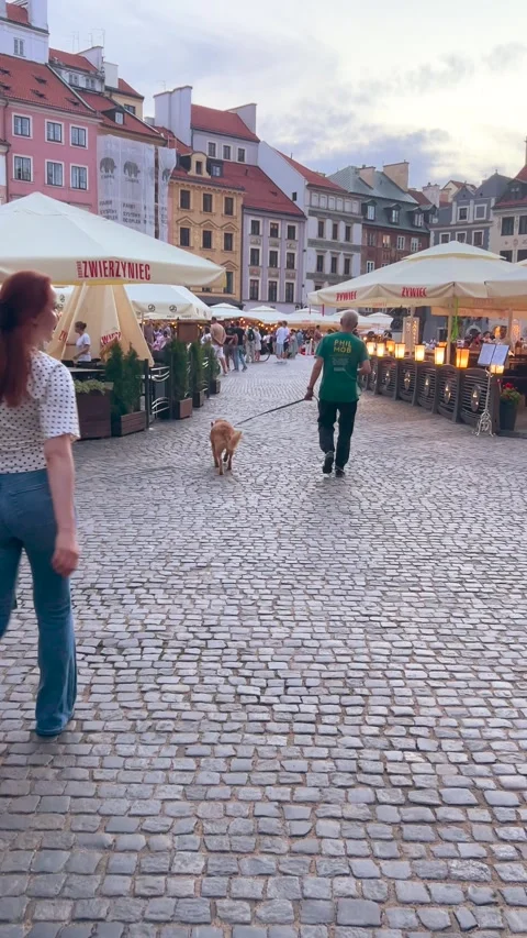 Man walks small brown dog on leash across cobblestone plaza.  Stock Footage 345256743
