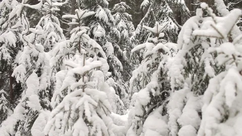 A Man Walks in a Snow-Covered Winter Forest Video stock 73654233