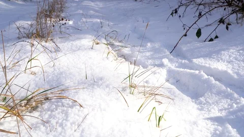 Man walks in the snow. Stock Footage 100888186