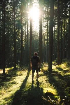 A man walks in a sunlit forest with trees around him Stock Photos