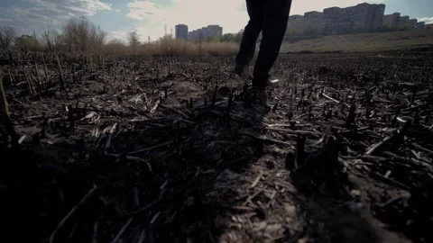 A man walks through a charred field after a fire. Stock Footage 130725786